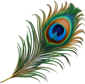 peacock feather free png design transparent