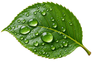 water drops on green leaf free transparent png image